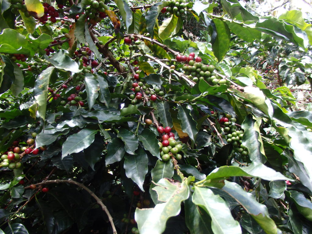 Kaffeplantage