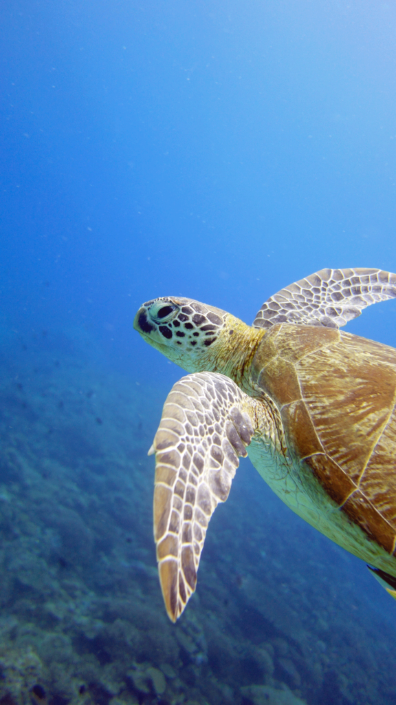 dykning i filippinerne skildpadde