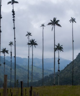 Cocora Valley, gode oplevelser i Colombia